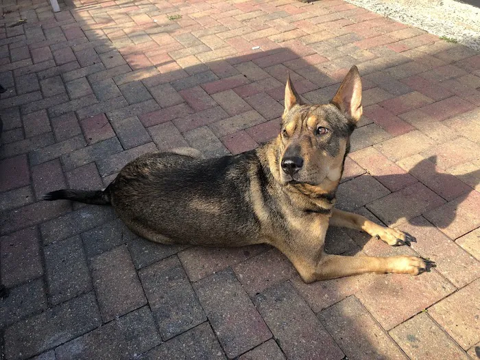 Animal Emergency of Gainesville 12