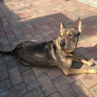 Animal Emergency of Gainesville ico