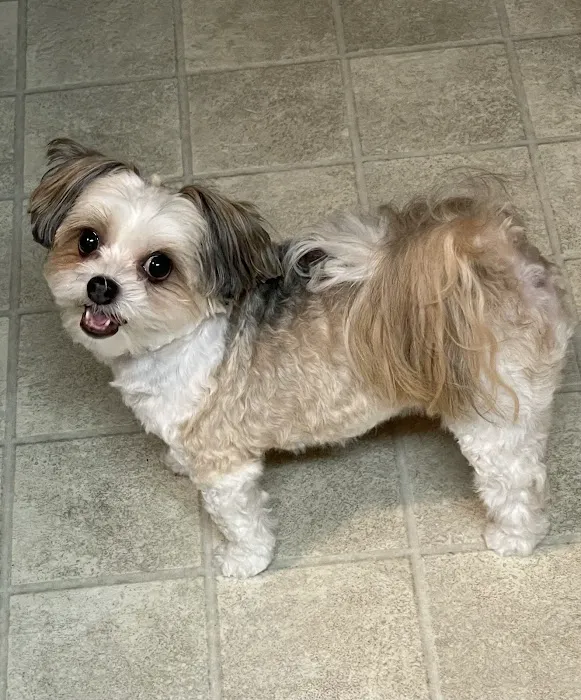 Oakwood Animal Hospital 1