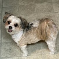 Oakwood Animal Hospital ico