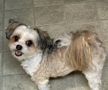 Oakwood Animal Hospital