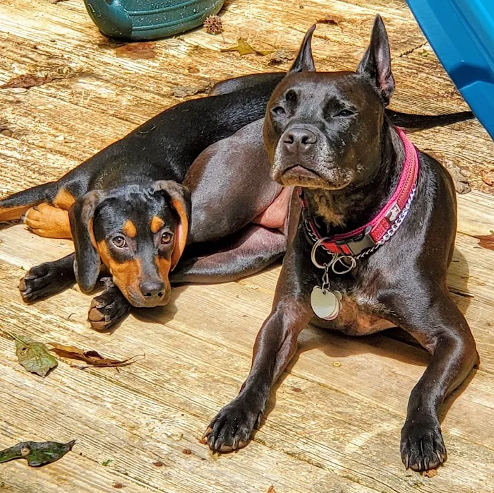 Oakwood Animal Hospital 9