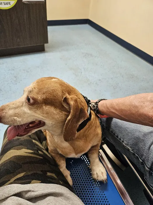South Hall Veterinary Hospital 12