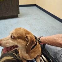 South Hall Veterinary Hospital ico