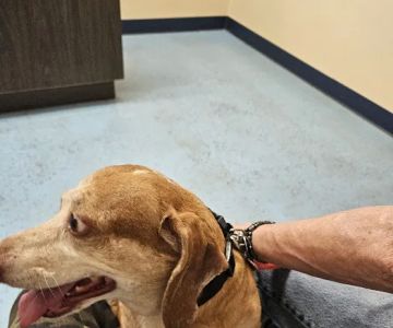 South Hall Veterinary Hospital