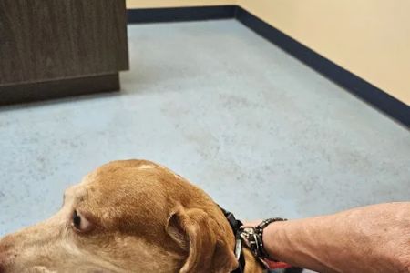 South Hall Veterinary Hospital