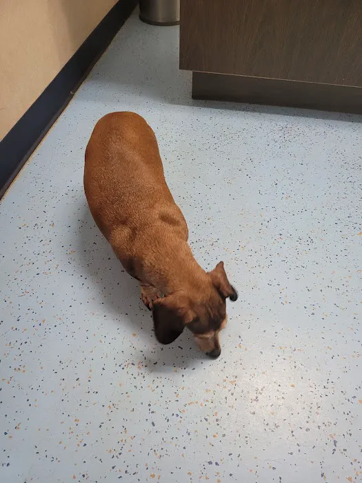 South Hall Veterinary Hospital 12