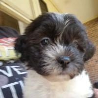 Family Pet Clinic ico