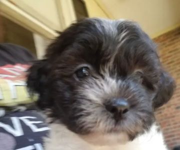 Family Pet Clinic