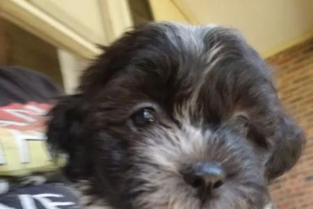 Family Pet Clinic