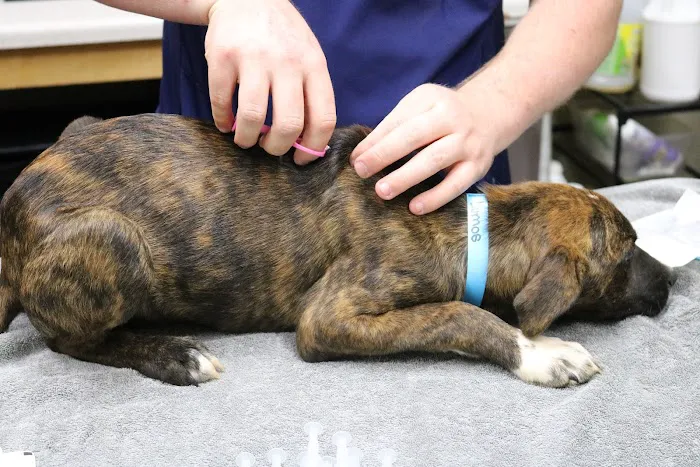 Healthy Pet Clinic at the Humane Society of Northeast Georgia 6