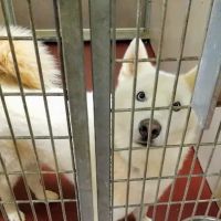 Healthy Pet Clinic at the Humane Society of Northeast Georgia ico