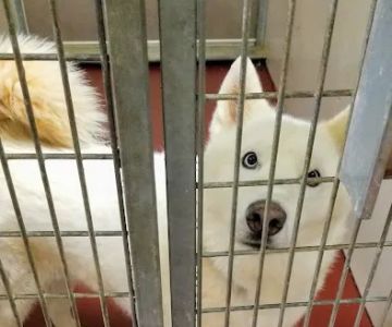 Healthy Pet Clinic at the Humane Society of Northeast Georgia