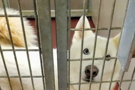 Healthy Pet Clinic at the Humane Society of Northeast Georgia