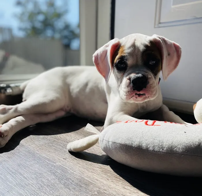 Healthy Pet Clinic at the Humane Society of Northeast Georgia 4