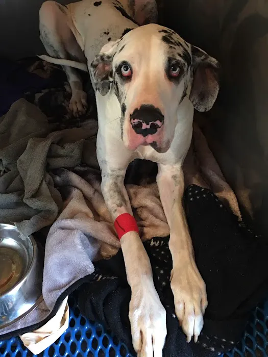 Mt. Yonah Animal Hospital 2