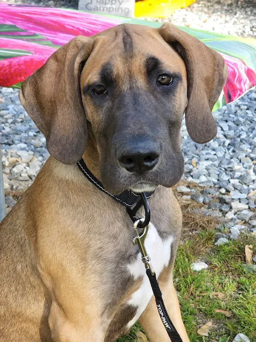 Mt. Yonah Animal Hospital 4