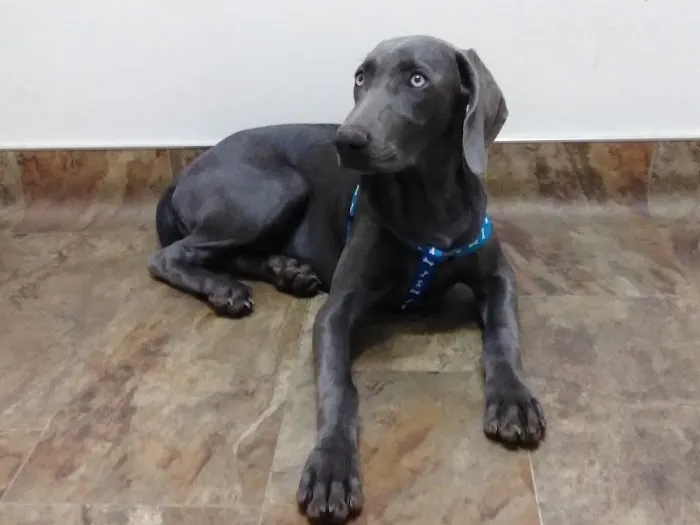 Mt. Yonah Animal Hospital 3