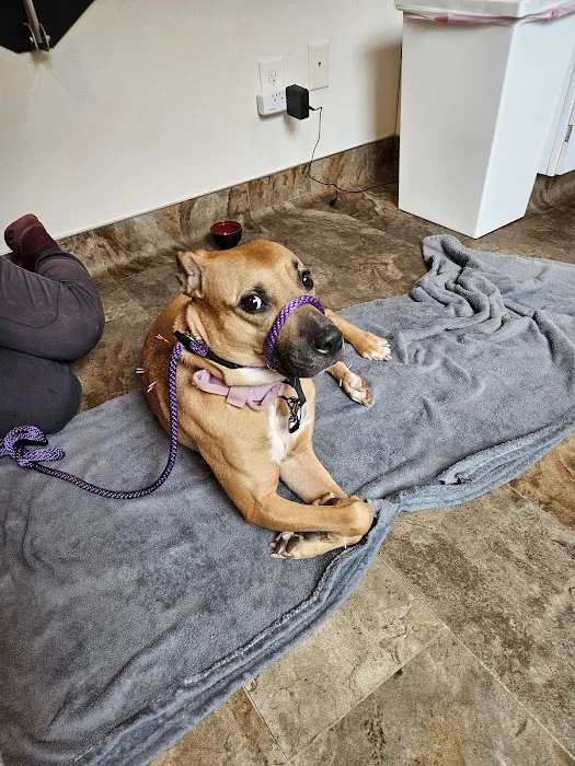 Mt. Yonah Animal Hospital 8