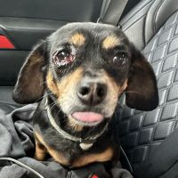 Cleveland Veterinary Hospital ico