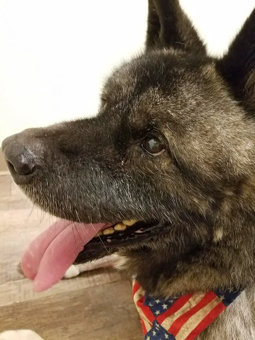 Opelika Animal Hospital 5