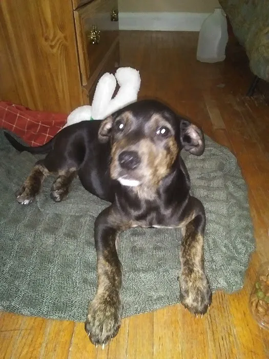 Opelika Animal Hospital 8