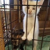Opelika Animal Hospital ico