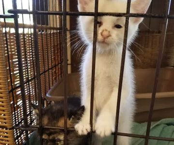 Opelika Animal Hospital