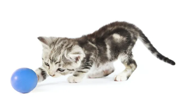 Dalton Veterinary Practice & Kitty Korner 1