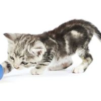 Dalton Veterinary Practice & Kitty Korner ico