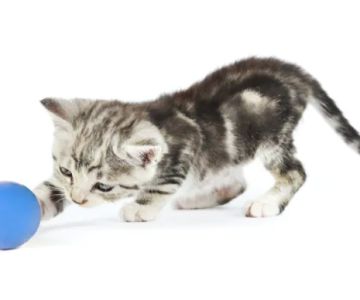 Dalton Veterinary Practice & Kitty Korner