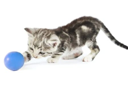 Dalton Veterinary Practice & Kitty Korner