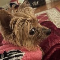 RTK Veterinary Clinic ico