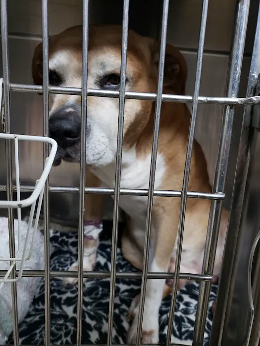 Murray County Veterinary Services 1