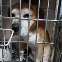 Murray County Veterinary Services ico