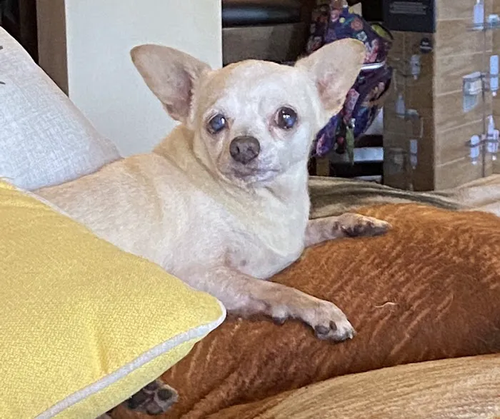 Town & Country Animal Hospital 4