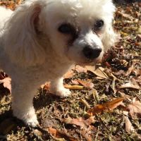 Thornton Animal Hospital ico