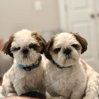 Countryside Veterinary Clinic ico
