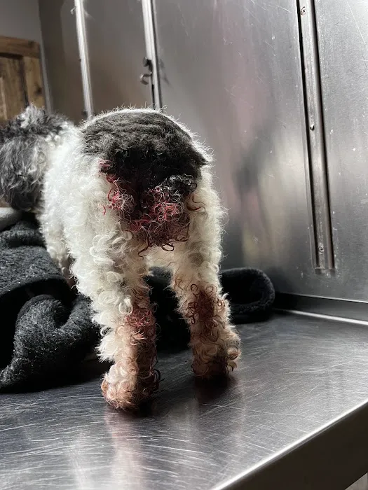 Dade County Animal Hospital 12