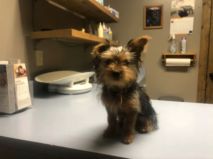 Dade County Animal Hospital 12