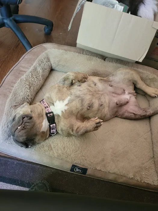 Dade County Animal Hospital 12