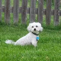 Banfield Pet Hospital ico