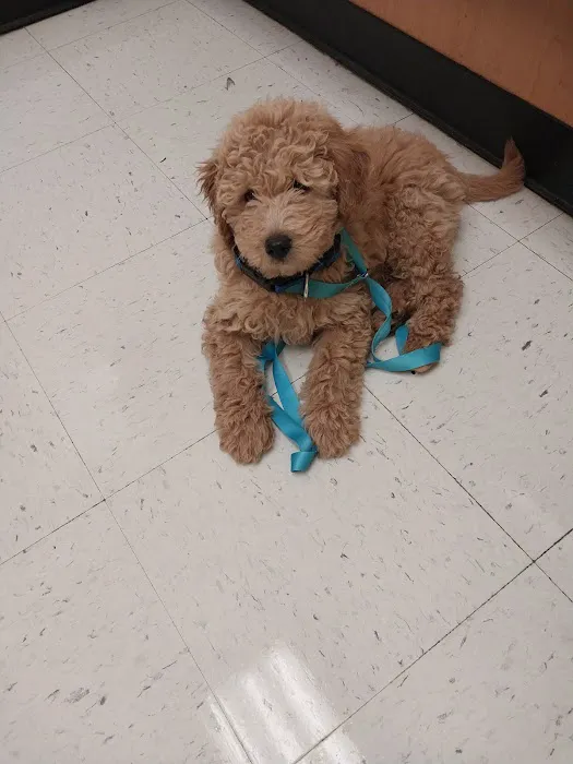 Banfield Pet Hospital 12