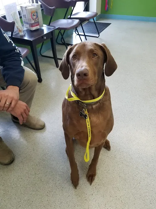 Providence Vet 6