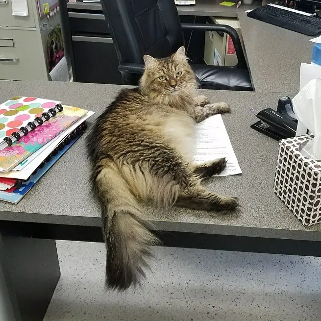 Providence Vet 1