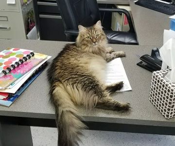 Providence Vet