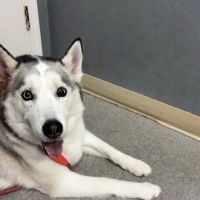 Kempsville Veterinary Hospital ico