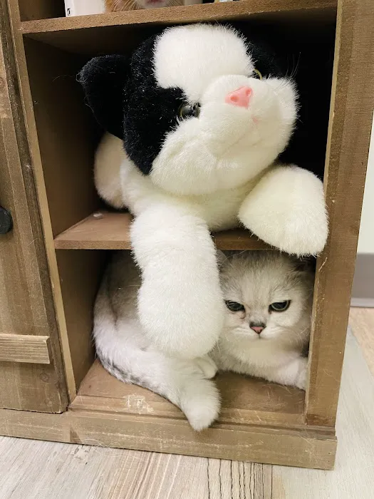 Lighthouse Veterinary Care for Cats 2