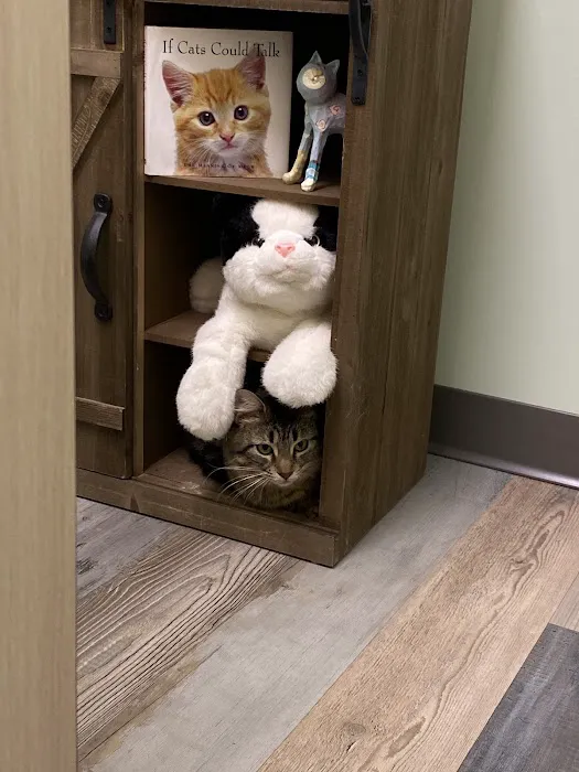 Lighthouse Veterinary Care for Cats 1