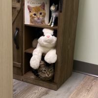 Lighthouse Veterinary Care for Cats ico